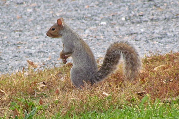 a squirrel