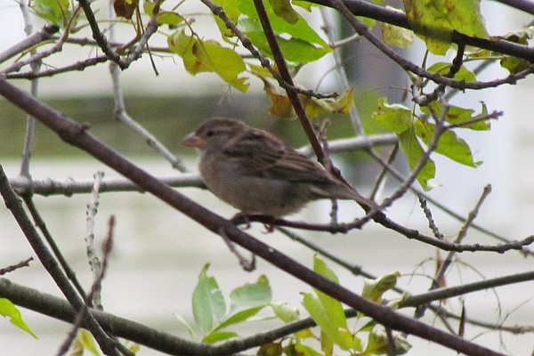 fematle House Sparrow in a tree