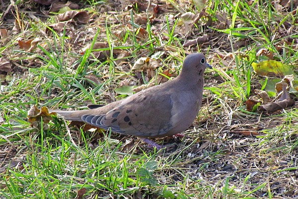 another Mourning Dove on the ground