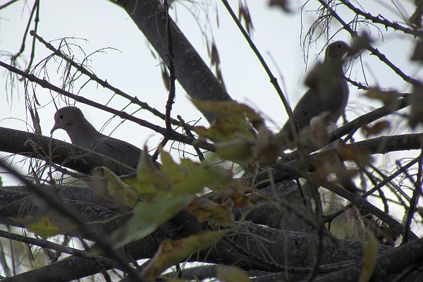 two Mourning Doves in a tree