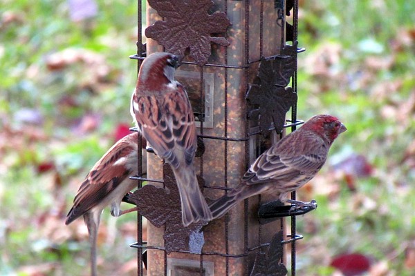 male House Sparrow and male House Finch