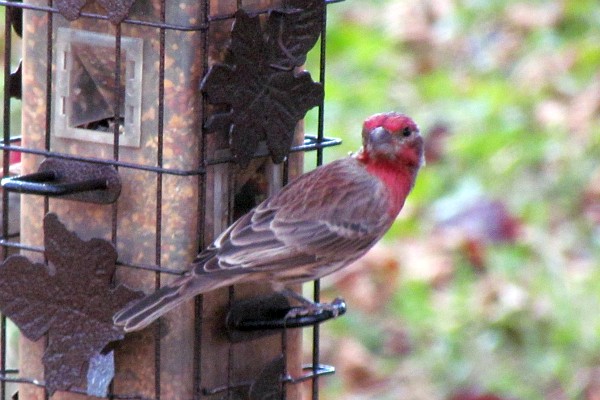 male House Finch