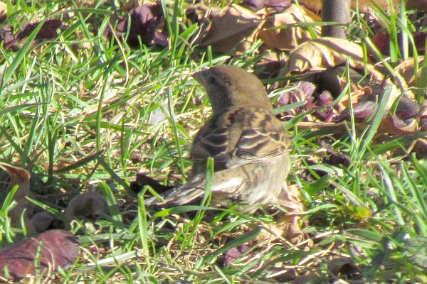 on watch on the ground while eating