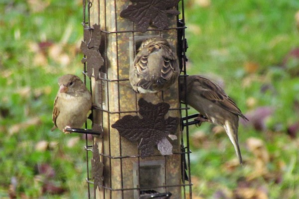 on the feeder delving into the bird seeds