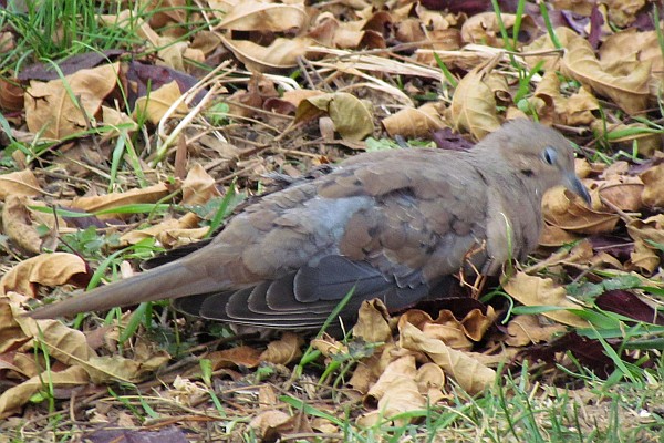 a Mourning Dove falling asleep while grazing