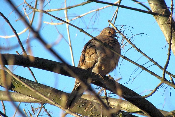 a cold Mourning Dove stays warm in a tree