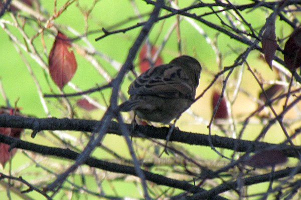 female House Sparrow in a tree