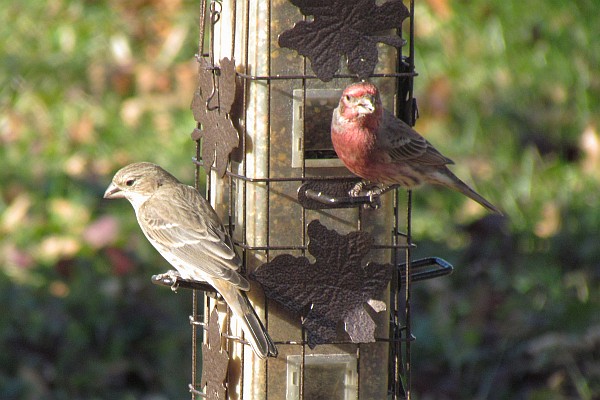 female and male House Finches