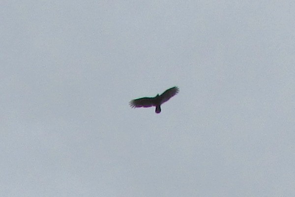 Black Vulture (?) soaring
