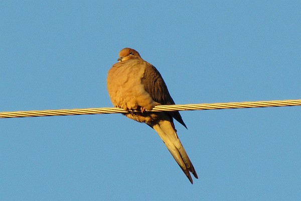 Mourning Dove in morning sunlight on wire