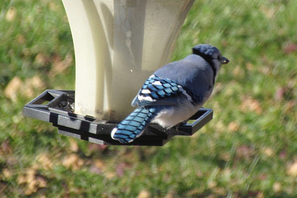 Blue Jay at feeder