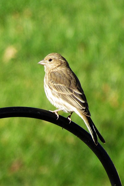 female House Finch