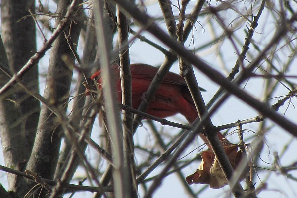 male Cardinal hindden in a tree
