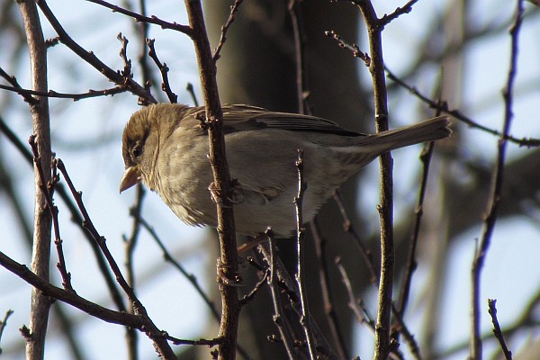 female House Sparrow in tree