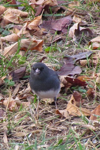 Junco