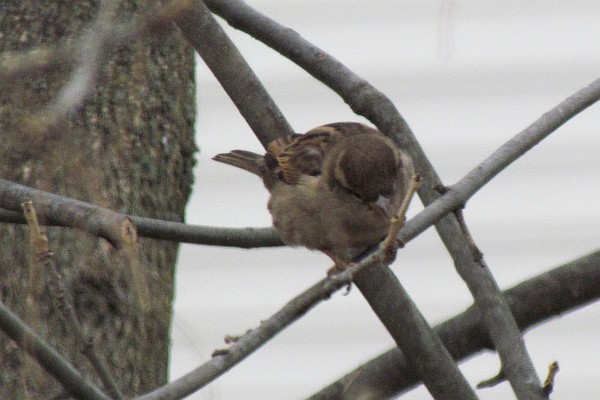 female House Sparrow in a tree (I)