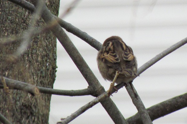 female House Sparrow in a tree (II)