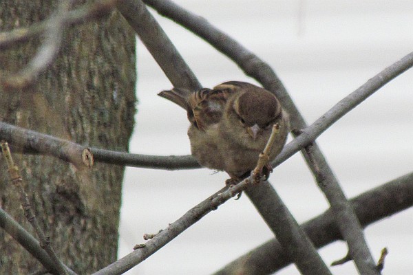 female House Sparrow in a tree (III)