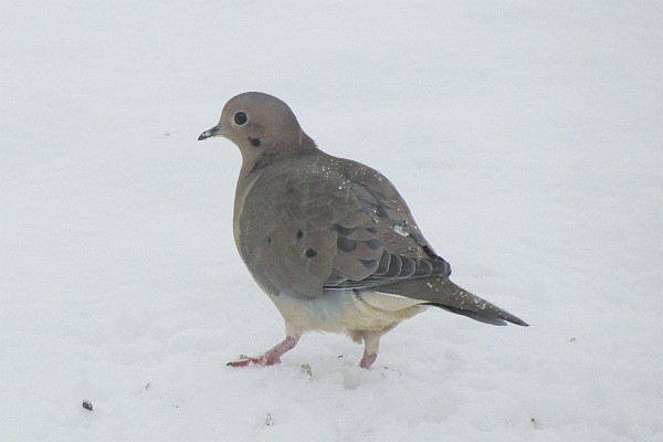 Mourning Dove in the snow