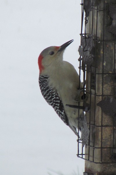 female Red-bellied Woodpecker