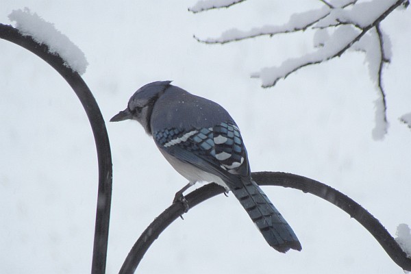 Blue Jay sitting on a shepherd's crook