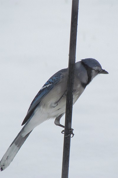 Blue Jay climking the shepherd's crook