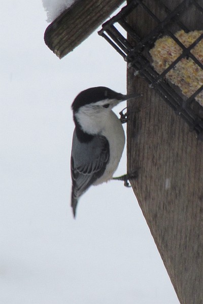 male White-breasted nuthatch