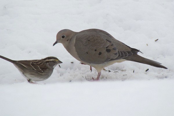 House Sparrow and Mourning Dove in the snow