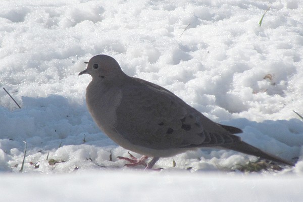 Mourning Dove in the snow