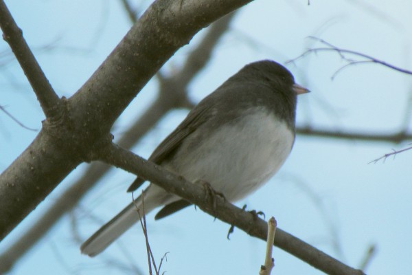 Junco perched in a tree
