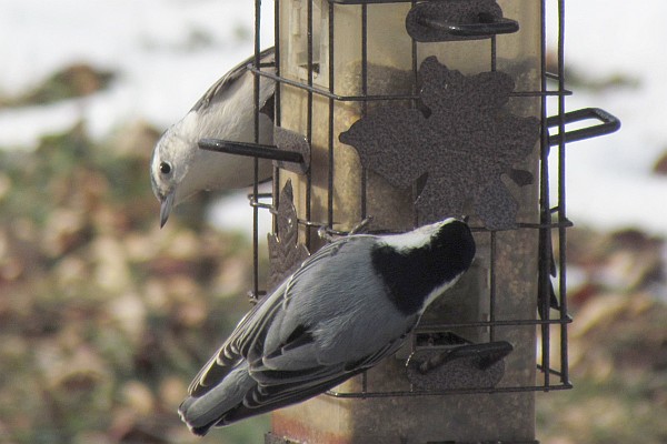 female White-breasted Nuthatches