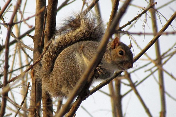 a Sq;uirrel in a tree