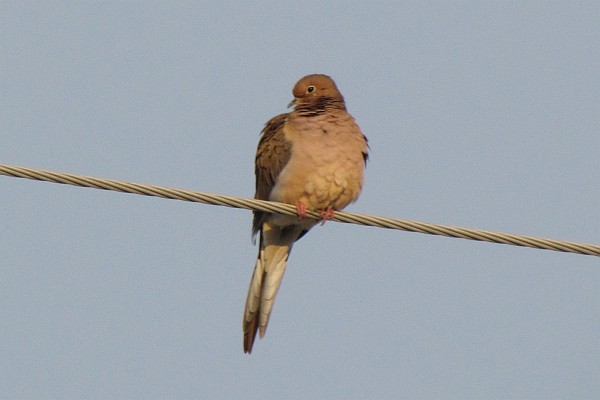 Mourning Dove on the electrical power line
