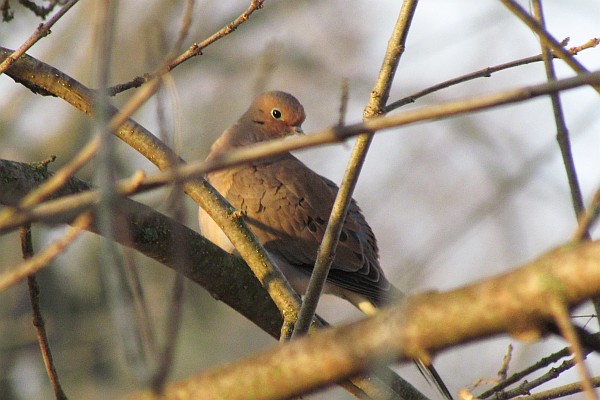 Mourning Dove sitting in our ash tree