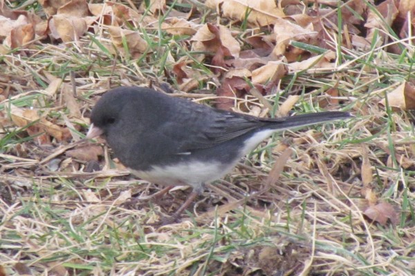 Junco looks to the left