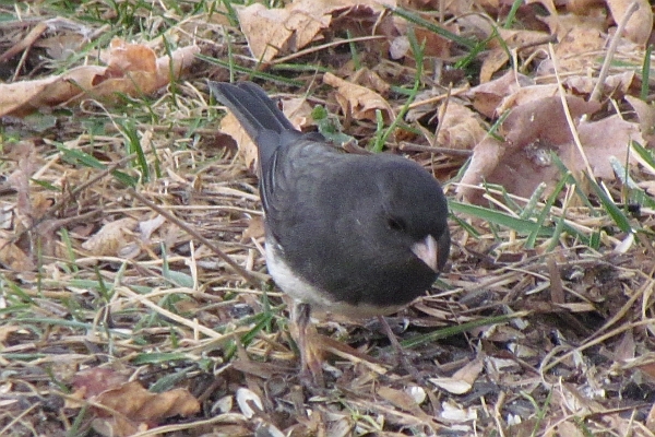 Junco looks forward