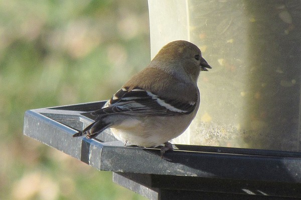 Goldfinch at feeder (I)