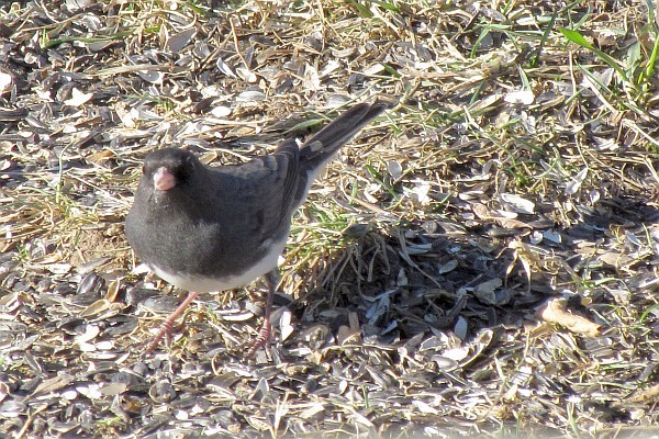 Junco looks at photographer