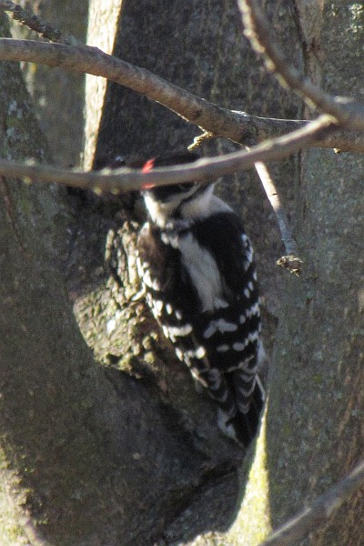Downy Woodpecker at work (II)
