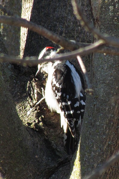 Downy Woodpecker at work (I)