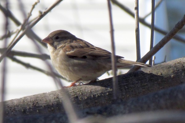 female House Sparrow in a tree