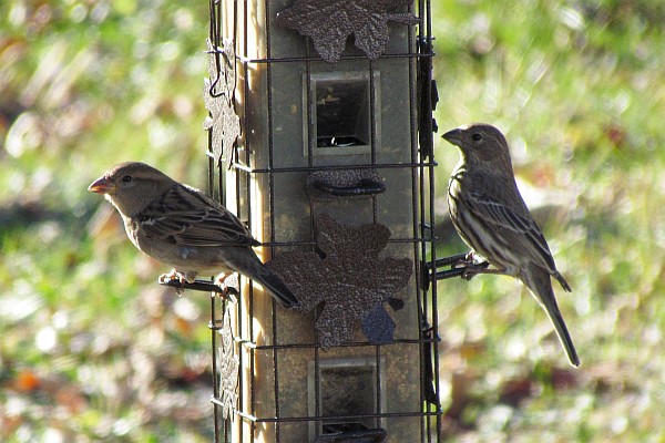 female House Sparrow and House Finch