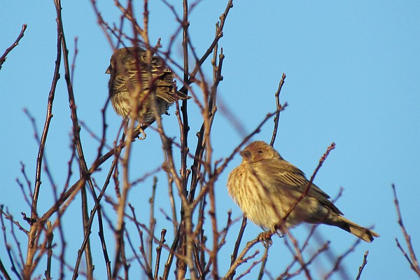 two female House Finches