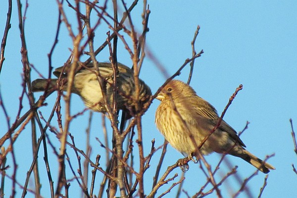 two female House Finches (different pose)
