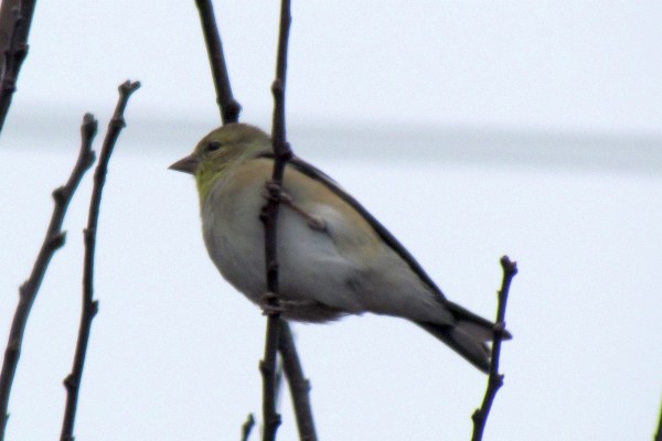 female Goldfinch in a tree