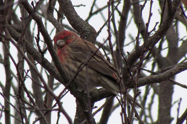 male House Finch in tree