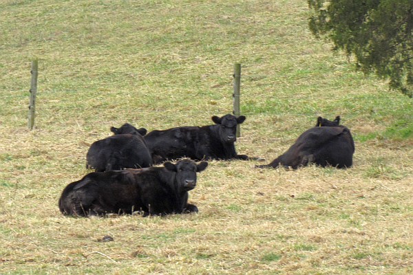 Angus cattle resting in a meadow