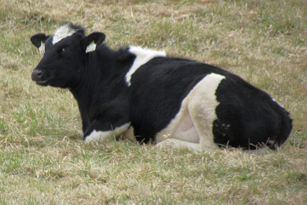 a Holstein resting in a meadow