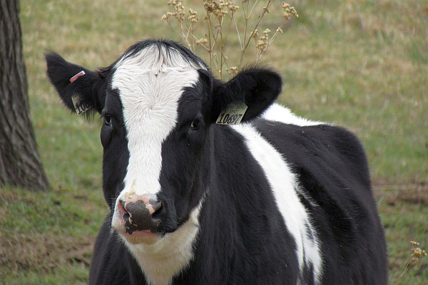 a Holstein checks out the photographer