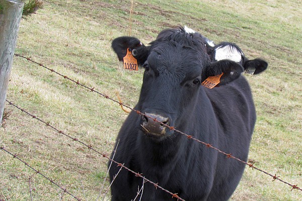 an Angus looks at the photographer